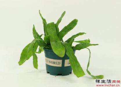 昙花长出“一根杆”，那可是件好事情，说明要长新叶子
