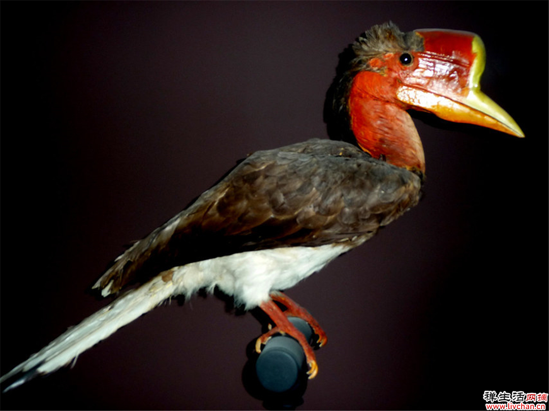 脑袋被人类盯上的鸟，一颗头骨价值80万，3年时间惨遭灭族