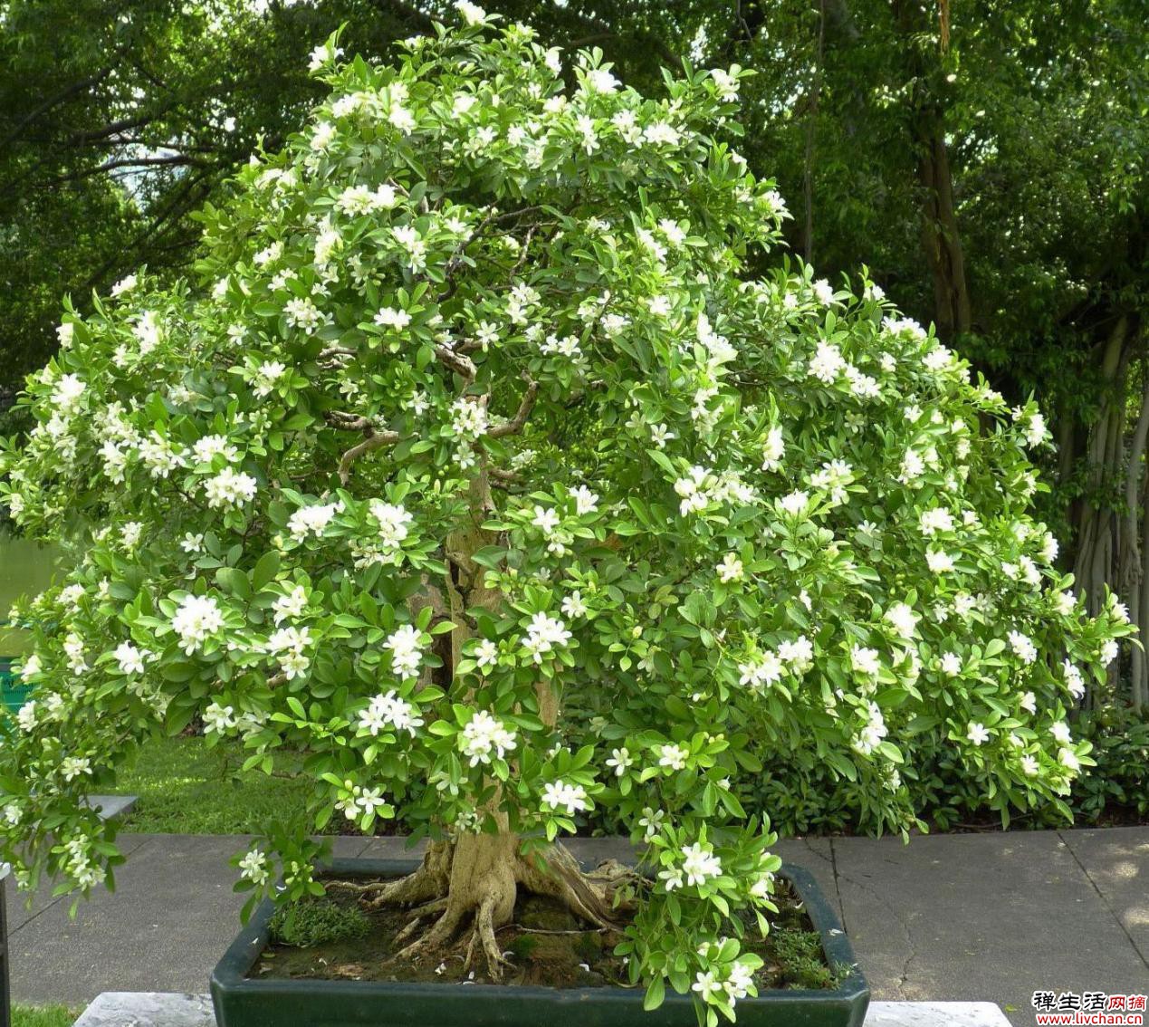 九里香花期长，比栀子还香，关键还能净化空气