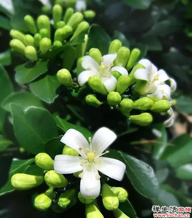 九里香花期长，比栀子还香，关键还能净化空气