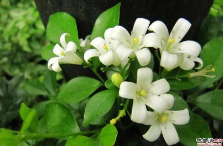 九里香花期长，比栀子还香，关键还能净化空气
