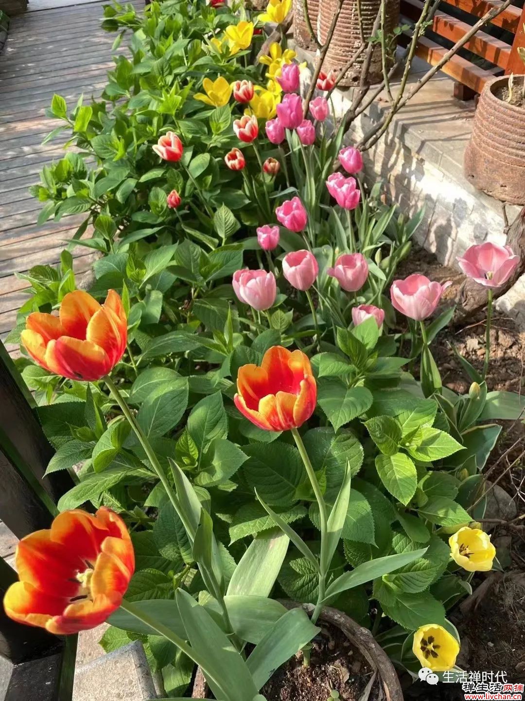 鲜花盛开时，且品佛教文化里的花成语
