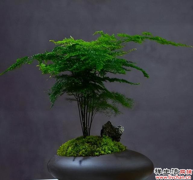 家里养盆文竹，造型飘逸上档次，空气清新有格调，美极了