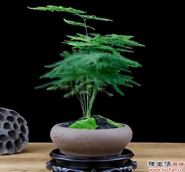 家里养盆文竹，造型飘逸上档次，空气清新有格调，美极了