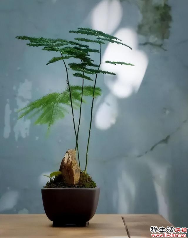 家里养盆文竹，造型飘逸上档次，空气清新有格调，美极了