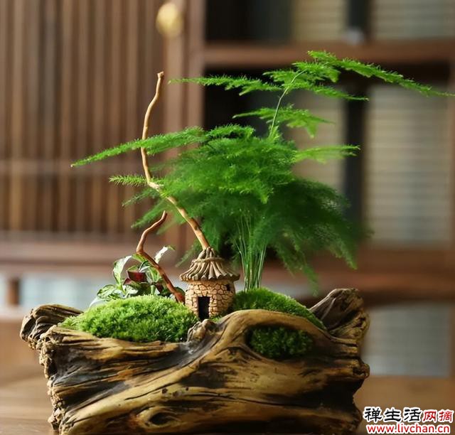 家里养盆文竹，造型飘逸上档次，空气清新有格调，美极了