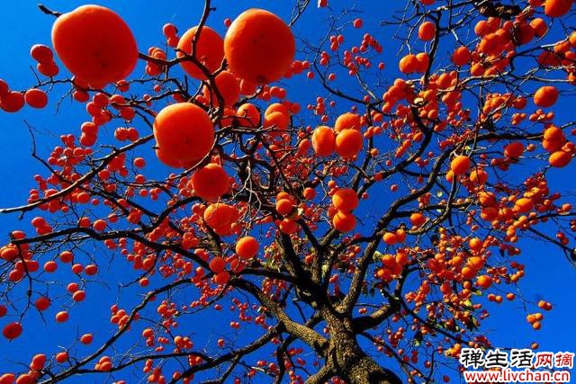 曾是我国的“铁杆庄稼”，种一年活百年，为何如今却无人问津？