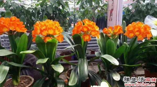 6款对太阳“过敏”的耐阴花，摆在阴凉处照样长满盆