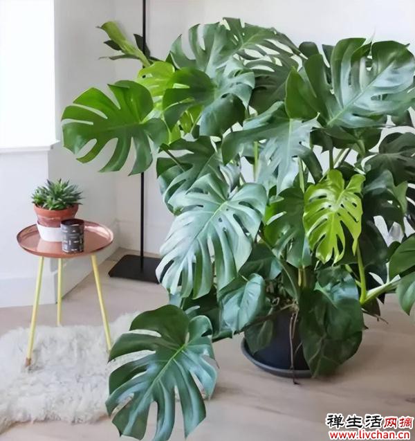 6款对太阳“过敏”的耐阴花，摆在阴凉处照样长满盆
