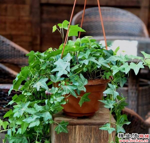 6款对太阳“过敏”的耐阴花，摆在阴凉处照样长满盆