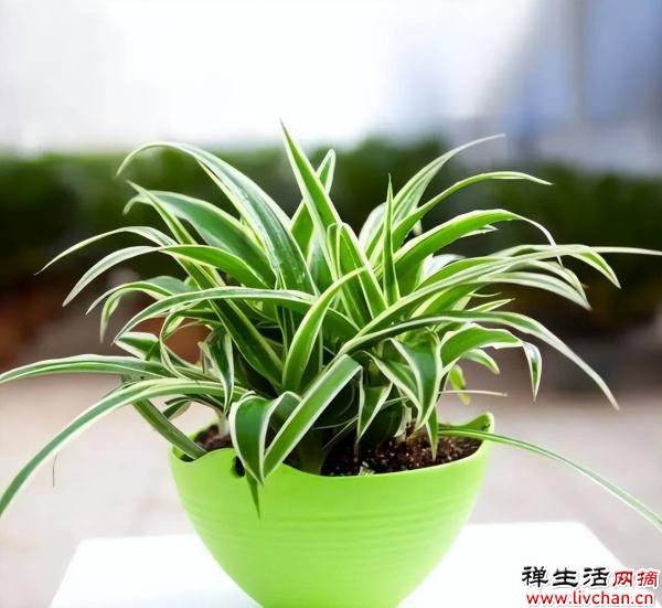 6款对太阳“过敏”的耐阴花，摆在阴凉处照样长满盆