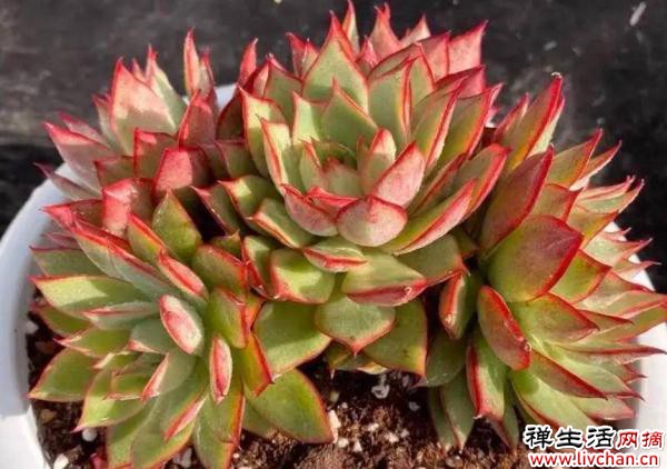 老花农的养多肉经验，了解掌握5个要点，多肉肥厚颜色美