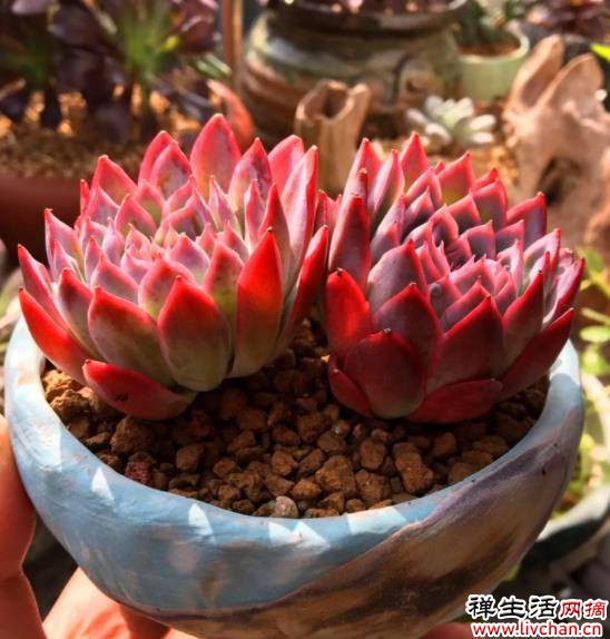 老花农的养多肉经验，了解掌握5个要点，多肉肥厚颜色美