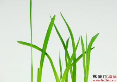香雪兰和小苍兰搞不清，闹了半天，原来是同一种植物