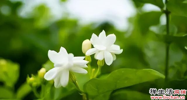 5种花“养小不养老”，趁着天气好，抓紧扦插