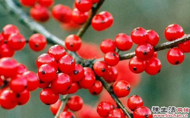 不是养花大神最好不要入手的三种漂亮花，价格贵还难养