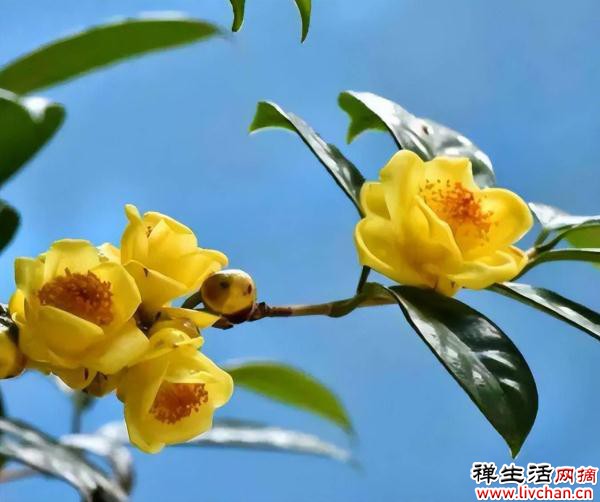 金茶花，大几百块钱一盆，有钱人一定要买