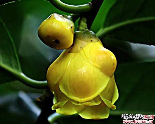 金茶花，大几百块钱一盆，有钱人一定要买