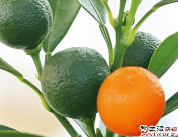 金桔天生爱“吃酸”，浇点酸酸水，叶子油绿果子壮