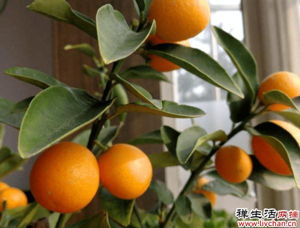 金桔天生爱“吃酸”，浇点酸酸水，叶子油绿果子壮