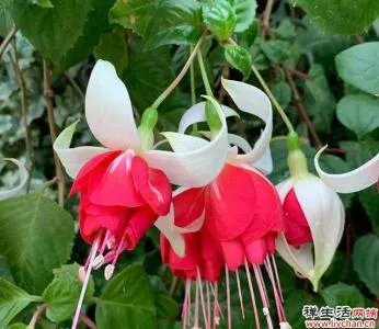 不是养花大神最好不要入手的三种漂亮花,价格贵还难养