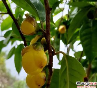 金茶花，大几百块钱一盆，有钱人一定要买