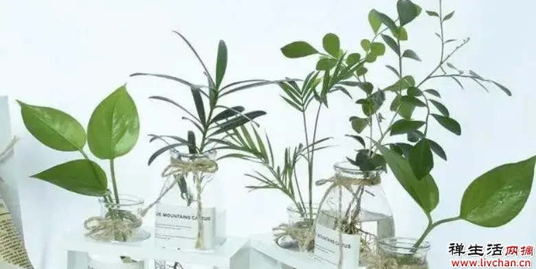 有些花，浇水一多就闷根，水培却没事？听听过来人解惑