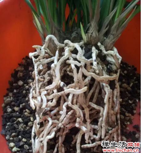 有些花，浇水一多就闷根，水培却没事？听听过来人解惑