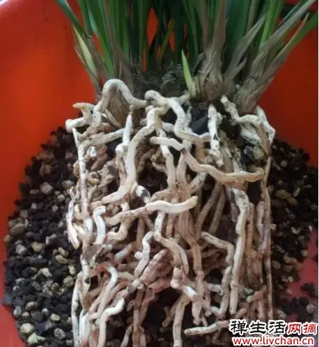 有些花，浇水一多就闷根，水培却没事？听听过来人解惑