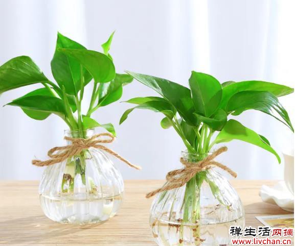 有些花，浇水一多就闷根，水培却没事？听听过来人解惑