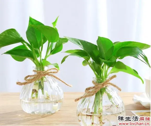 有些花，浇水一多就闷根，水培却没事？听听过来人解惑