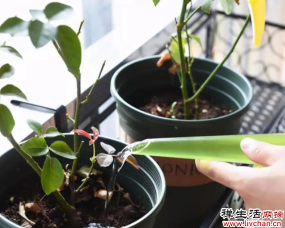 有些花，浇水一多就闷根，水培却没事？听听过来人解惑