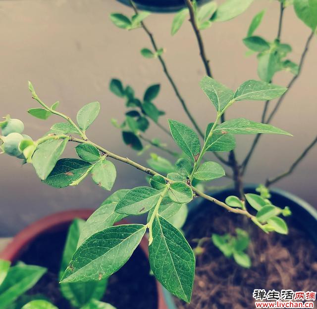 阳台种植这些植物，一边赏花，一边吃果子