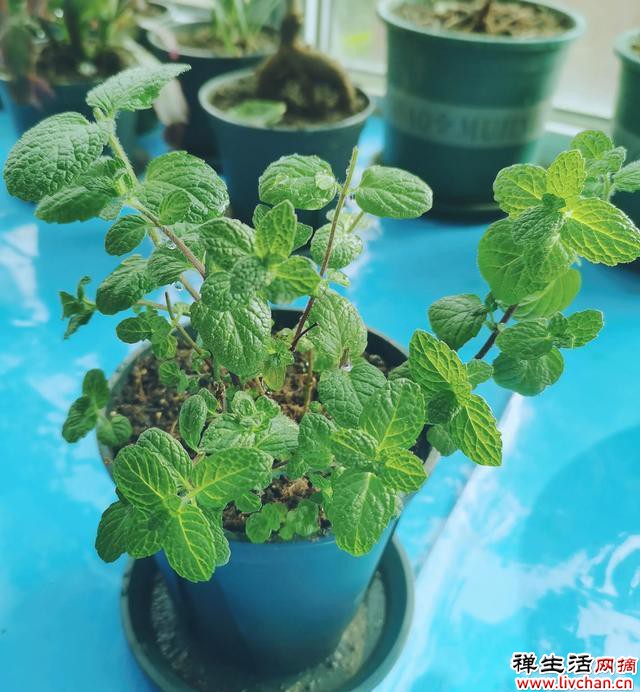 阳台种植这些植物，一边赏花，一边吃果子
