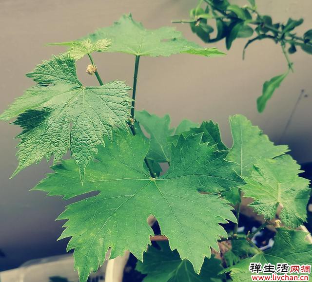 阳台种植这些植物，一边赏花，一边吃果子