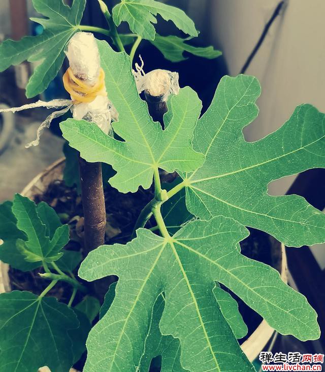 阳台种植这些植物，一边赏花，一边吃果子