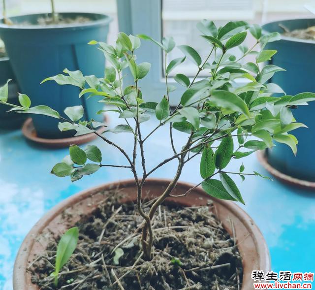阳台种植这些植物，一边赏花，一边吃果子