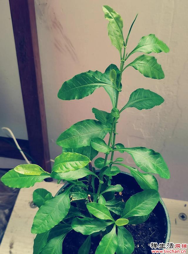 阳台种植这些植物，一边赏花，一边吃果子