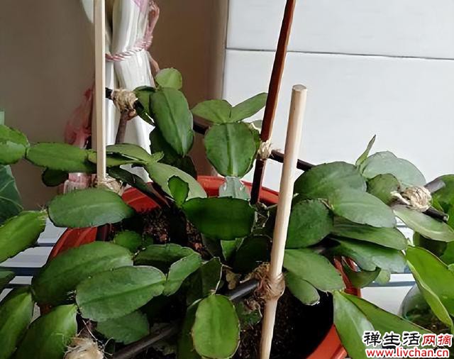 “旧筷子”别扔，插到花盆里，解决养花人的“大难题”，太实用了