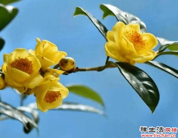 几百块的贵货花，突然全黄叶，真令人心疼