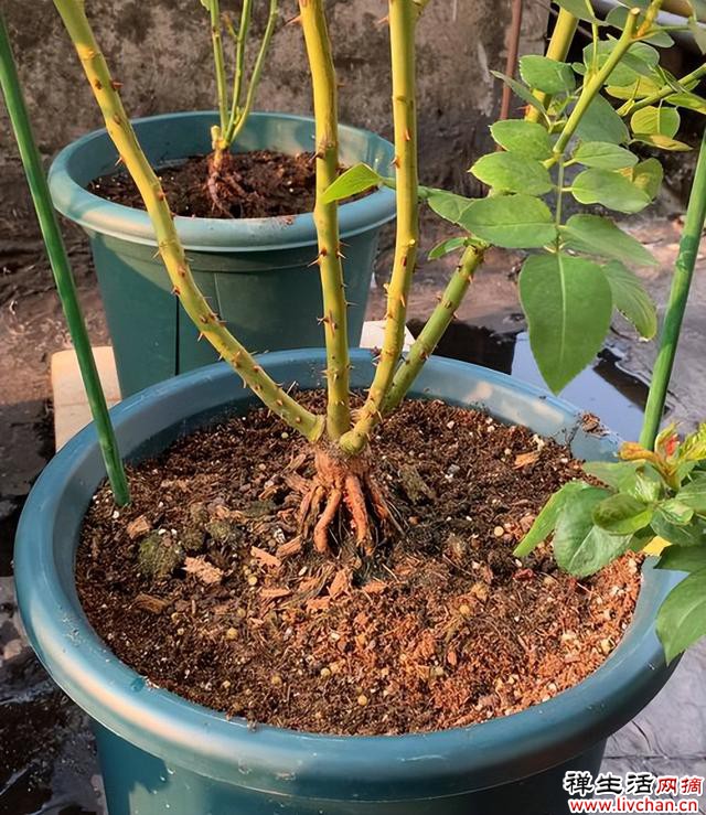 养月季，只要做好“一点”，开花超级多，又大又鲜艳，美到心坎里
