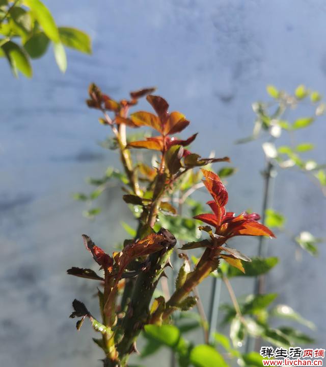 养月季，只要做好“一点”，开花超级多，又大又鲜艳，美到心坎里