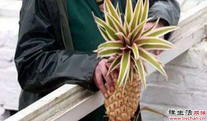世界上拍卖价最贵的7种水果，最后一种惊掉你的下巴！