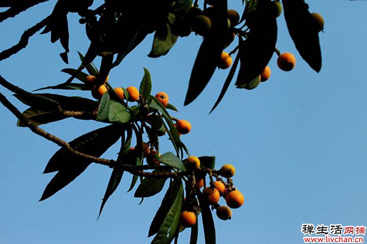 写点生活｜枇杷在我的院子里是朵花