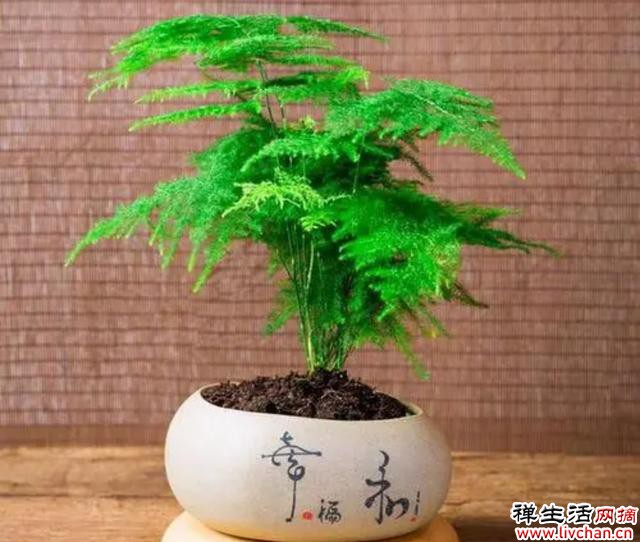 养文竹，记住4个关键点，长得枝叶翠绿，姿态优美