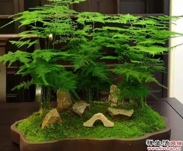 养文竹，记住4个关键点，长得枝叶翠绿，姿态优美