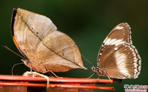 枯叶蝶-自然界最强的“伪装大师”，真假难辨！