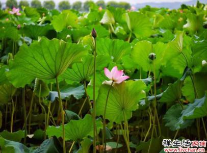 家里有个大水缸，超适合养5种植物，高温天也能开花爆盆
