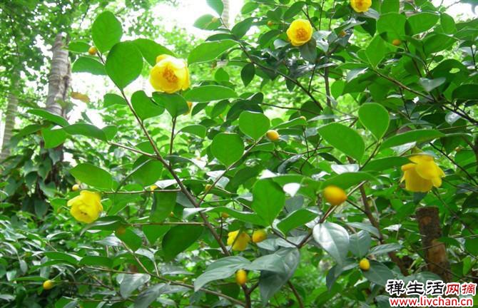 茶花中的“大熊猫”，金花茶格外独特，观赏食用两不误