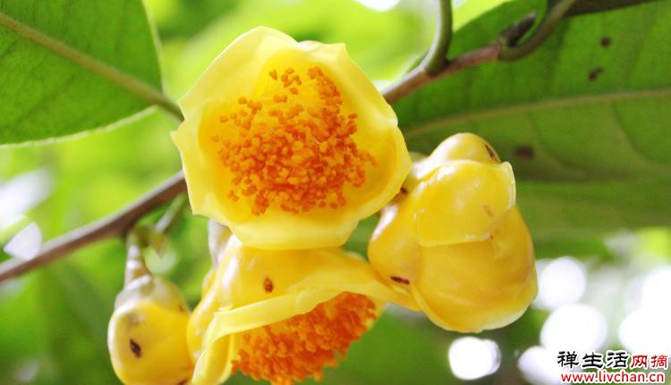 茶花中的“大熊猫”，金花茶格外独特，观赏食用两不误